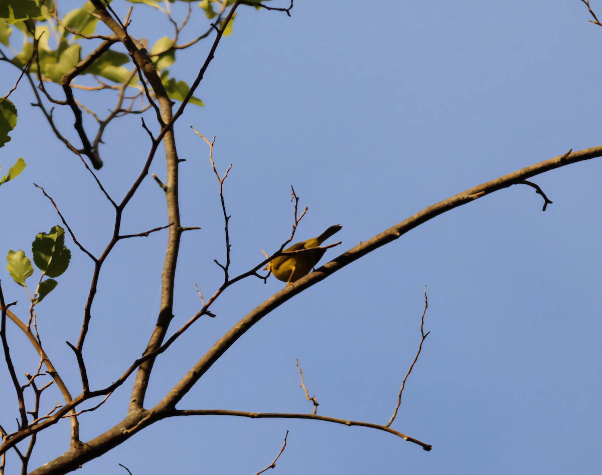 Wilson's Warbler - ML641658083