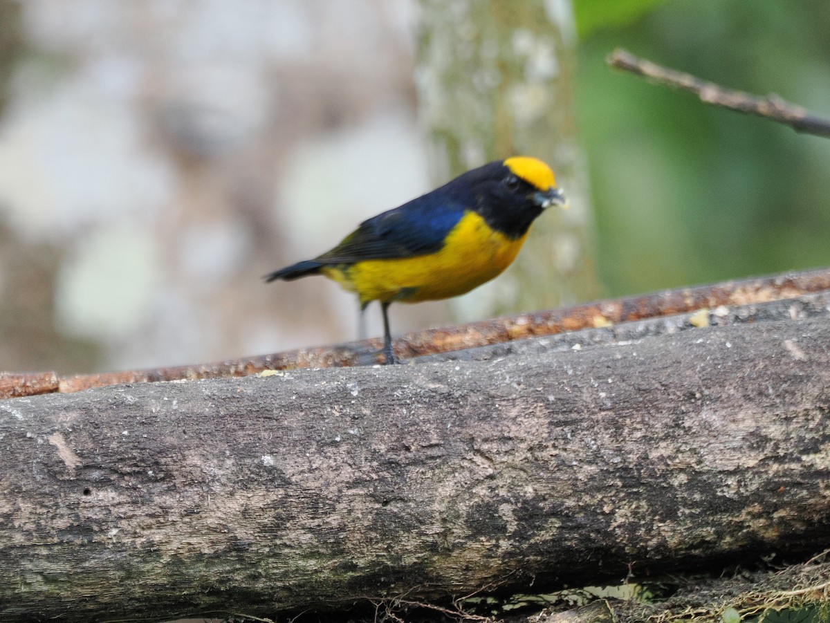 Orange-crowned Euphonia - ML641658111
