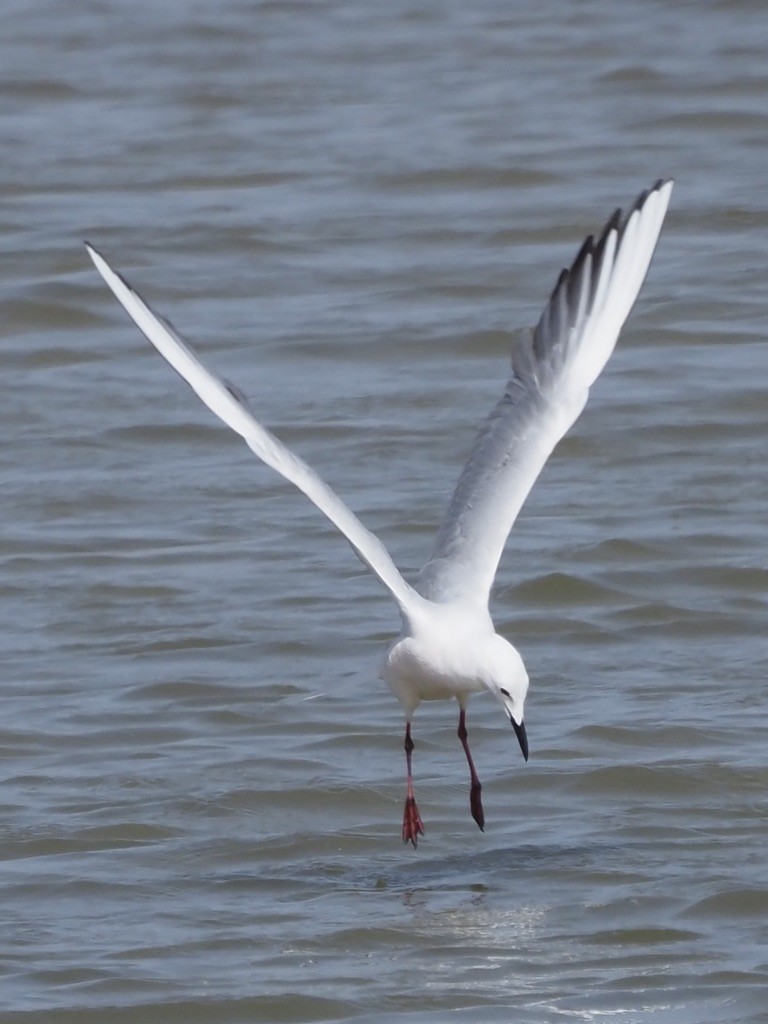 Slender-billed Gull - ML641658112
