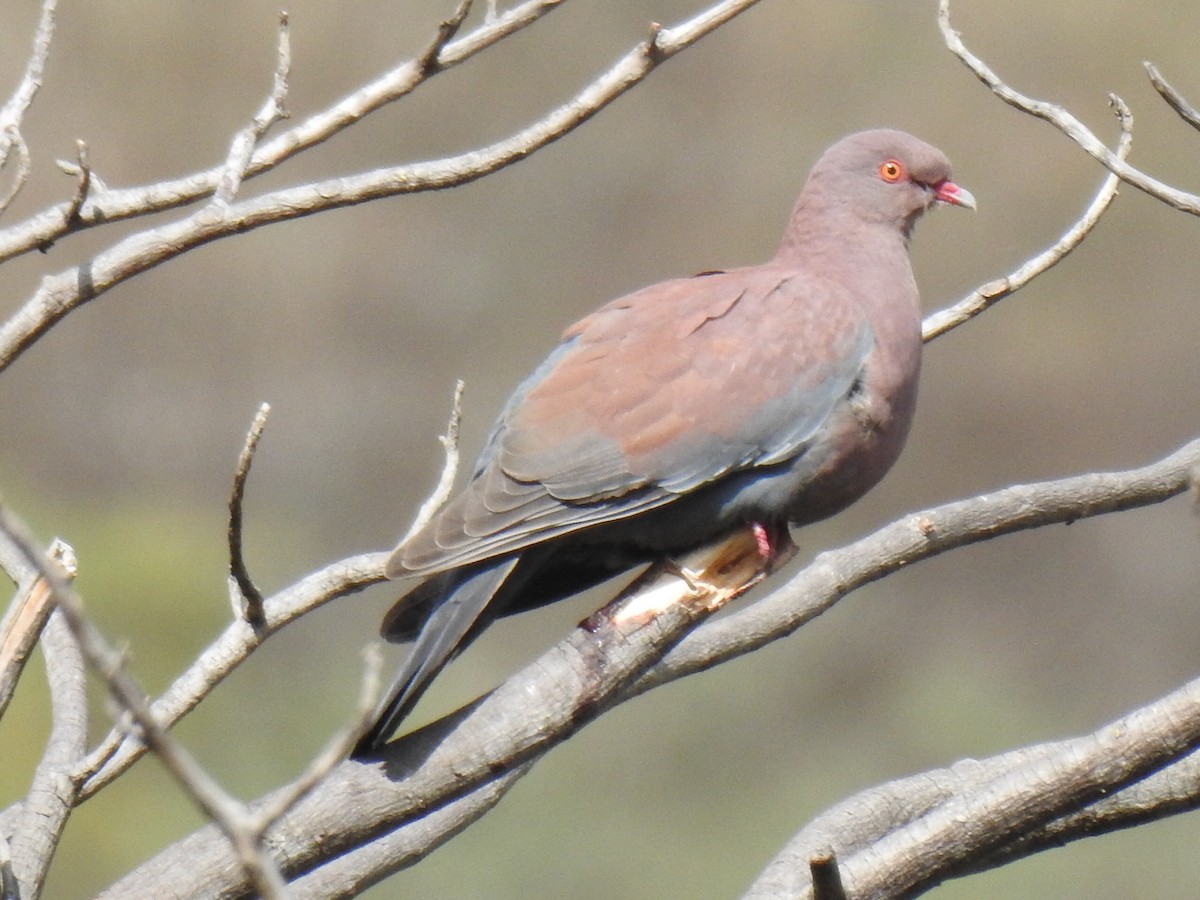 Peruvian Pigeon - ML641658124