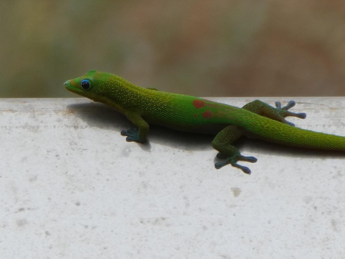 Gold Dust Day Gecko - ML641658137