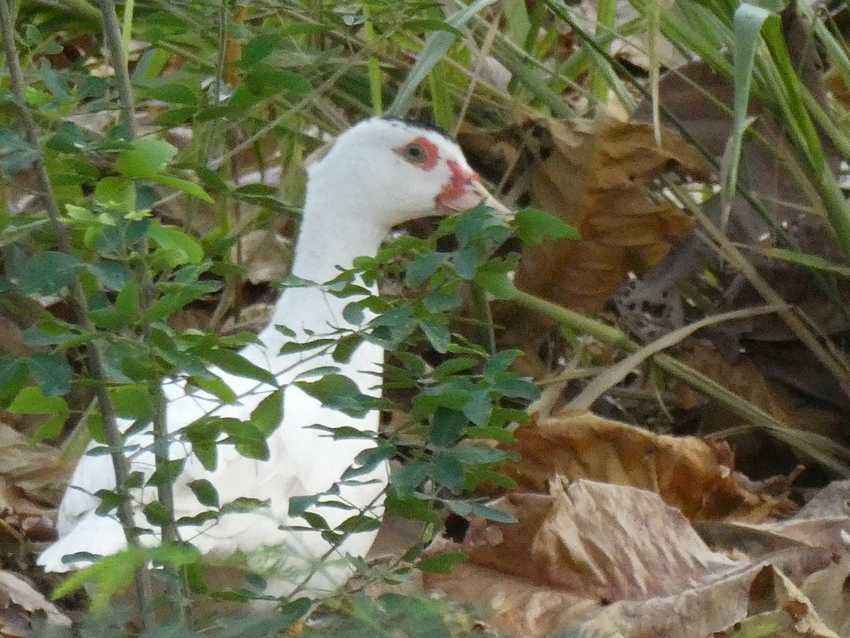Muscovy Duck (Domestic type) - ML641658175