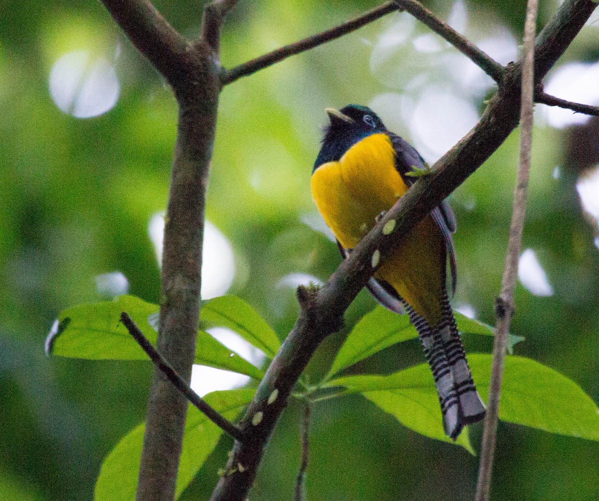 trogon modroocasý - ML641658255