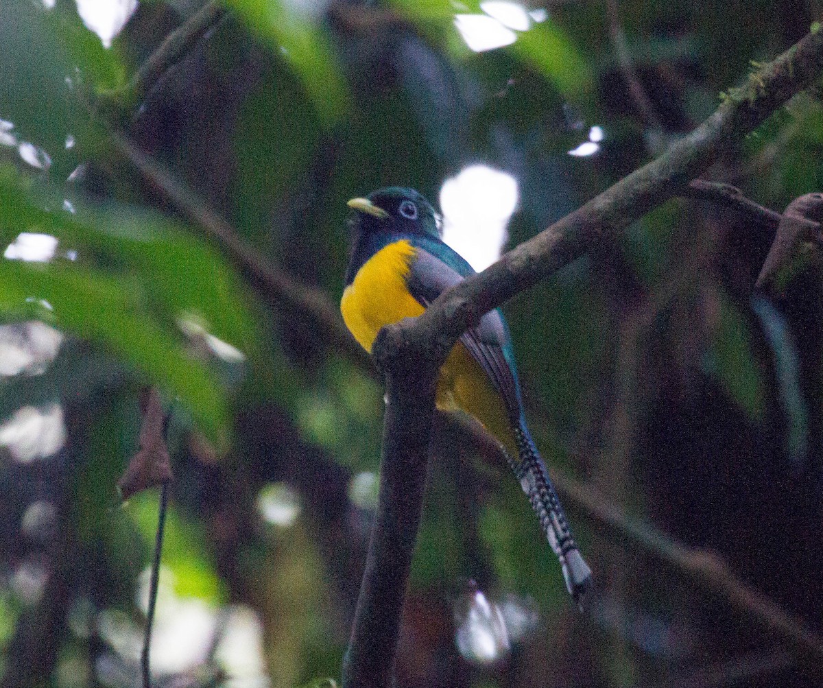 trogon modroocasý - ML641658256