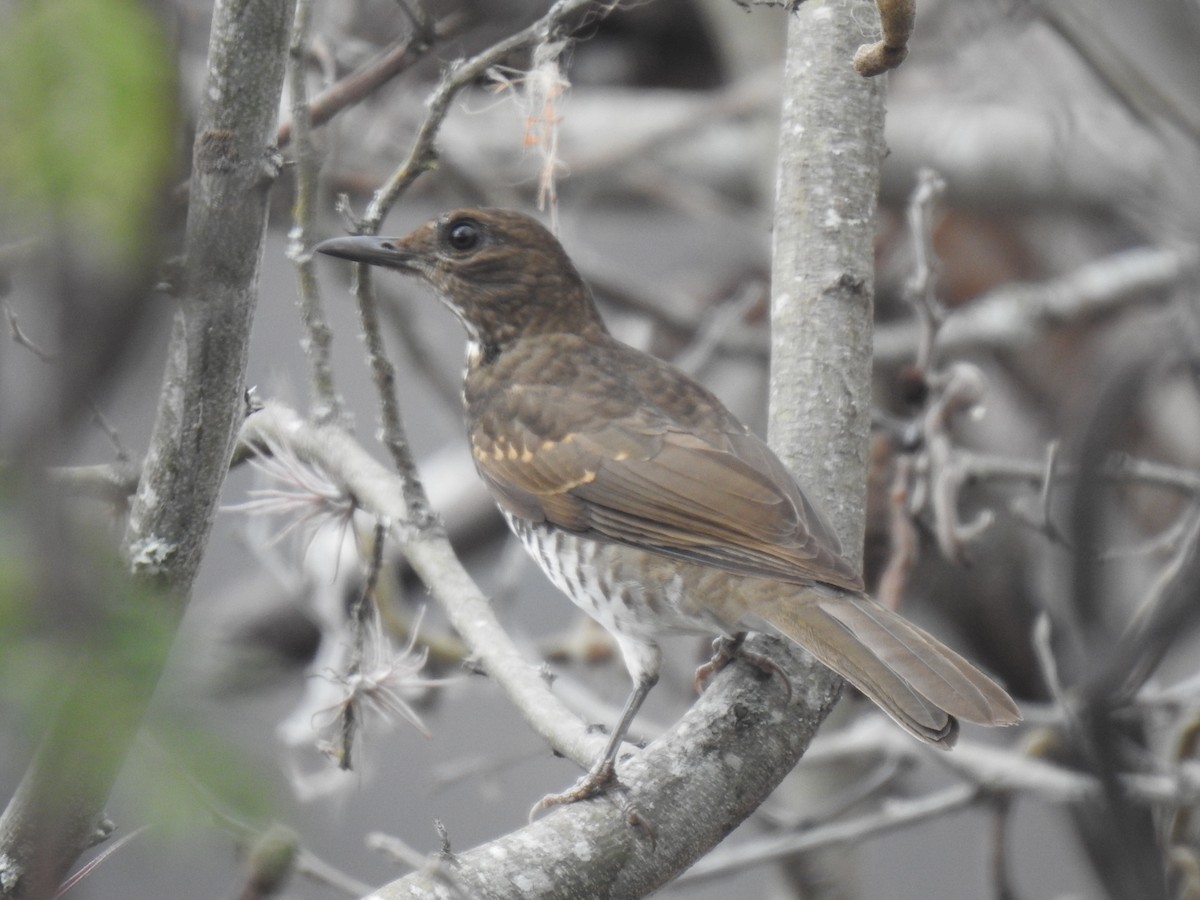 Marañon Thrush - ML641658263