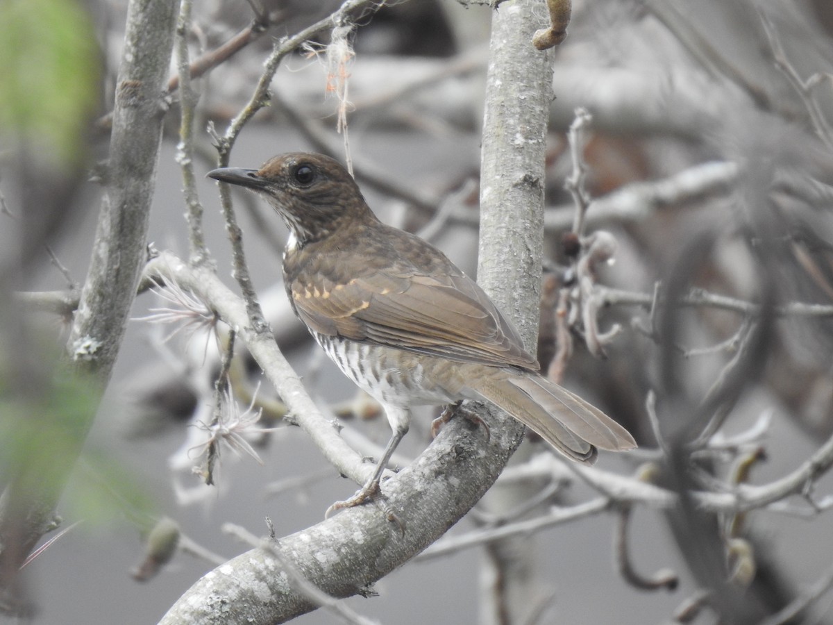 Marañon Thrush - ML641658264