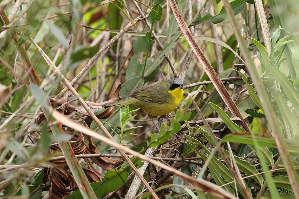 Paruline voilée - ML641658278