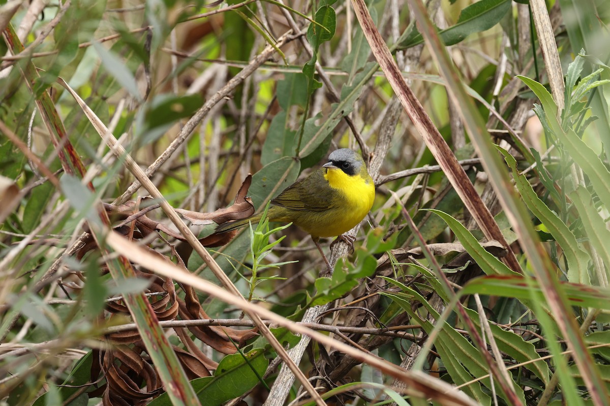 Paruline voilée - ML641658279
