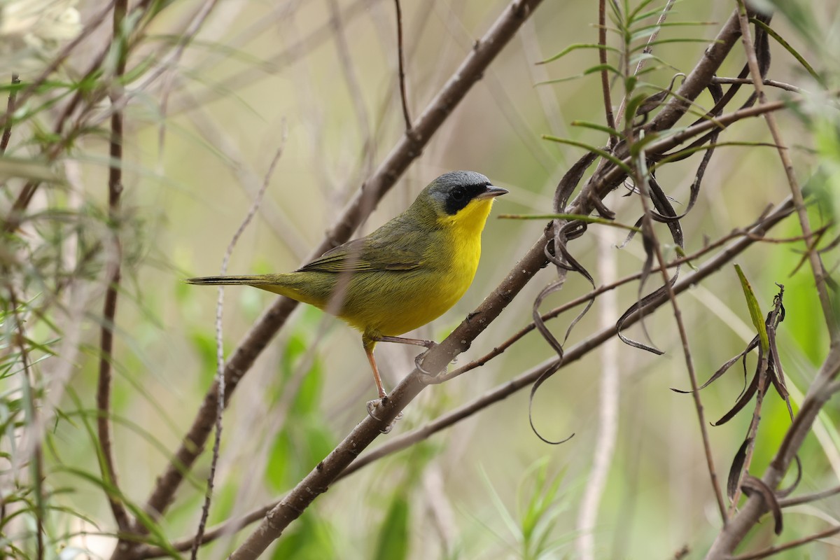 Paruline voilée - ML641658280