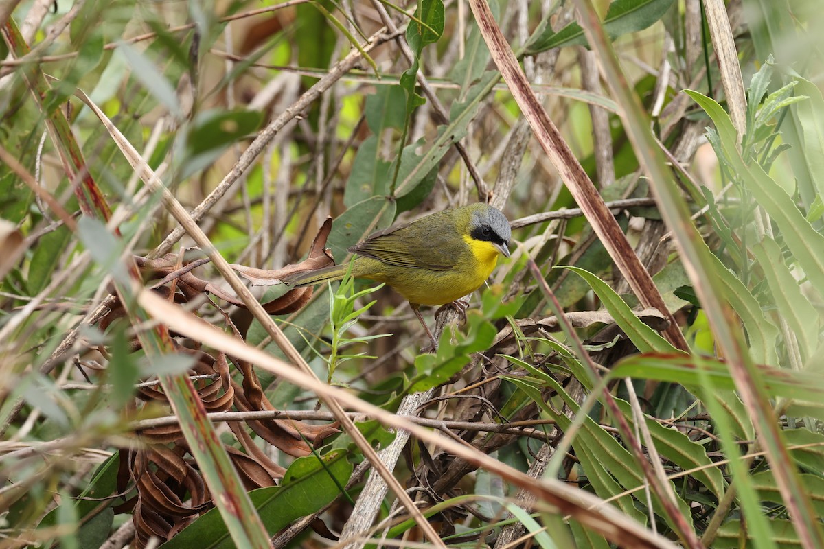 Paruline voilée - ML641658281