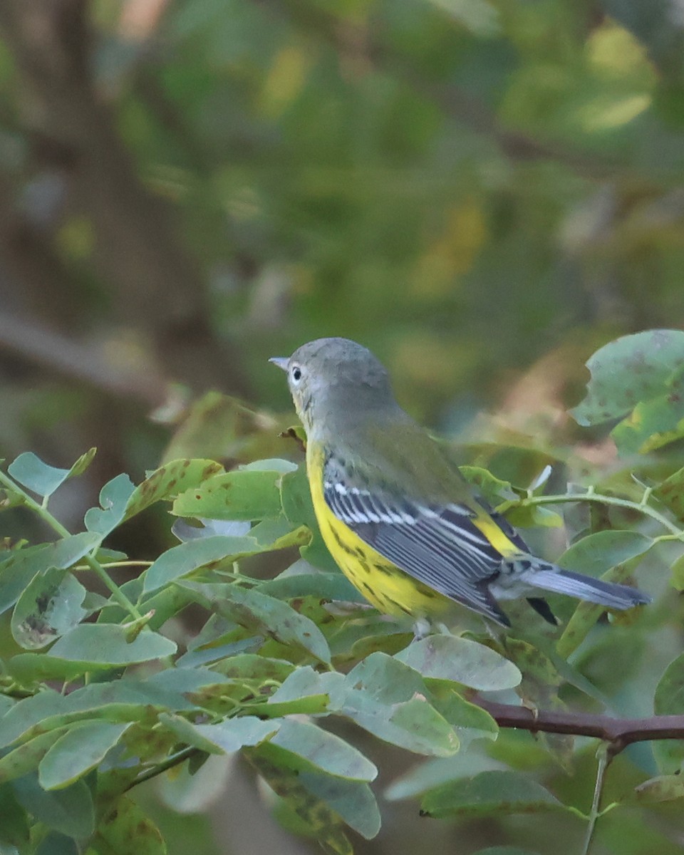 Magnolia Warbler - ML641658282