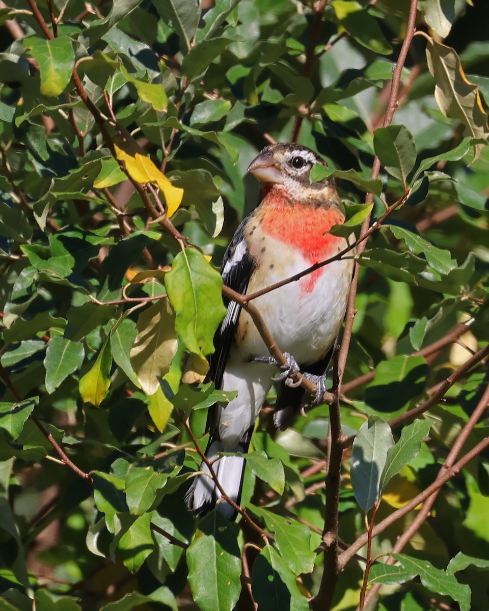 Rose-breasted Grosbeak - ML641658295