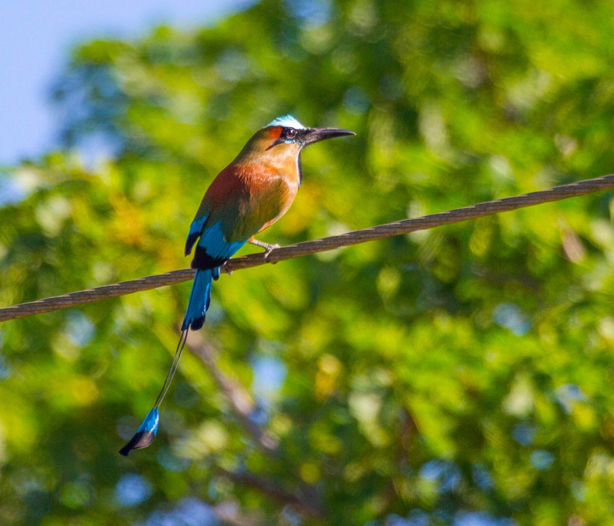 Turquoise-browed Motmot - ML641658307