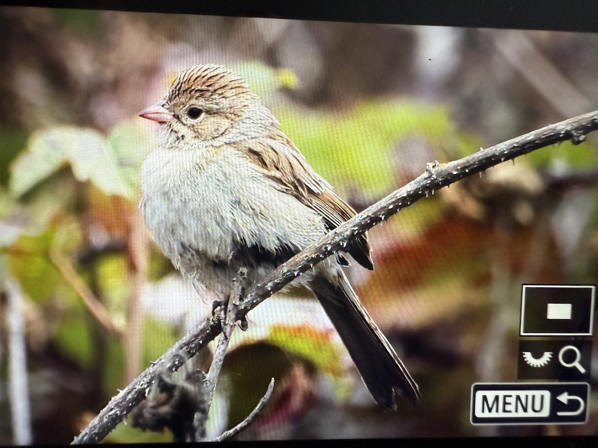Brewer's Sparrow - ML641658309