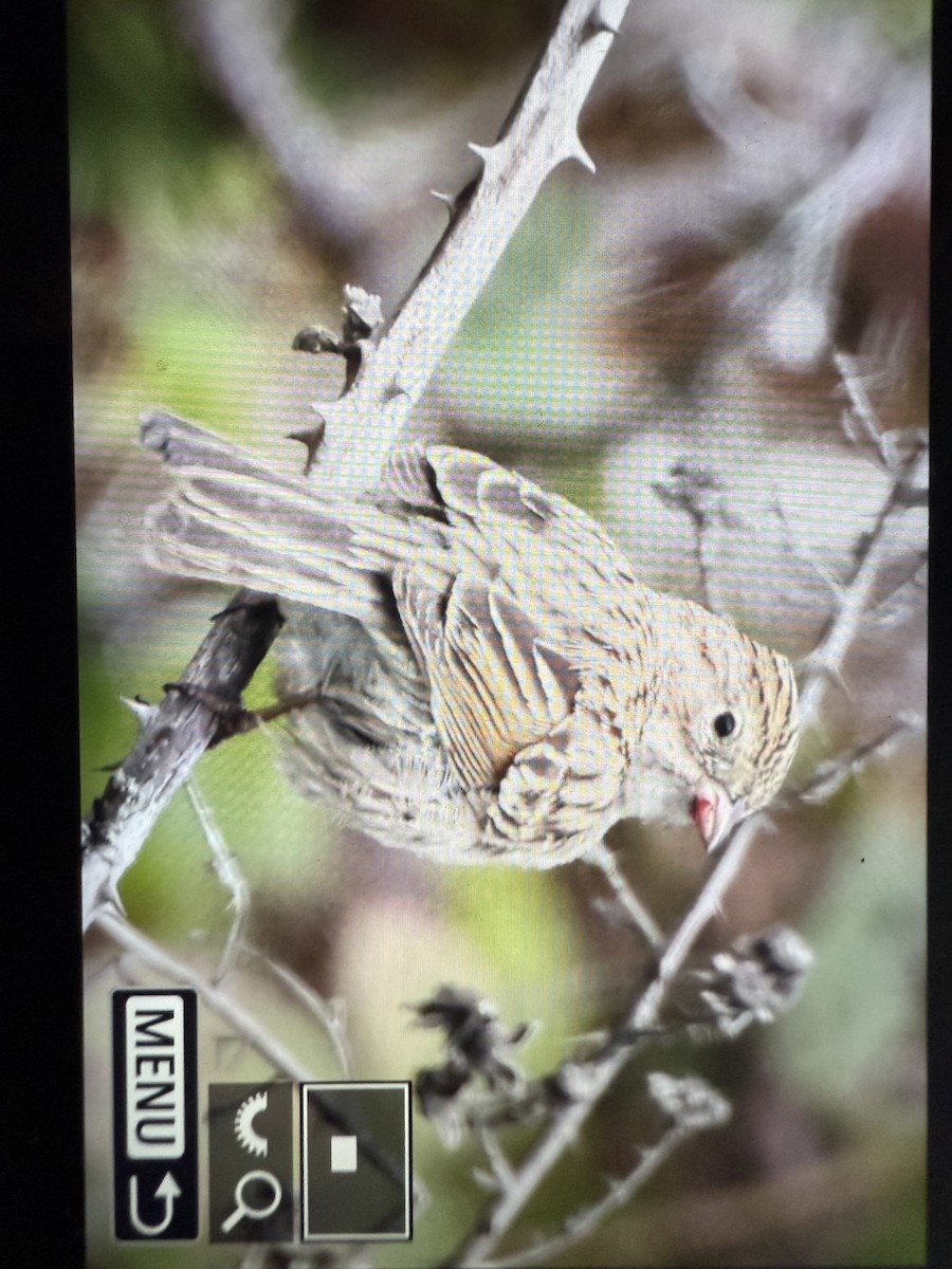 Brewer's Sparrow - ML641658310