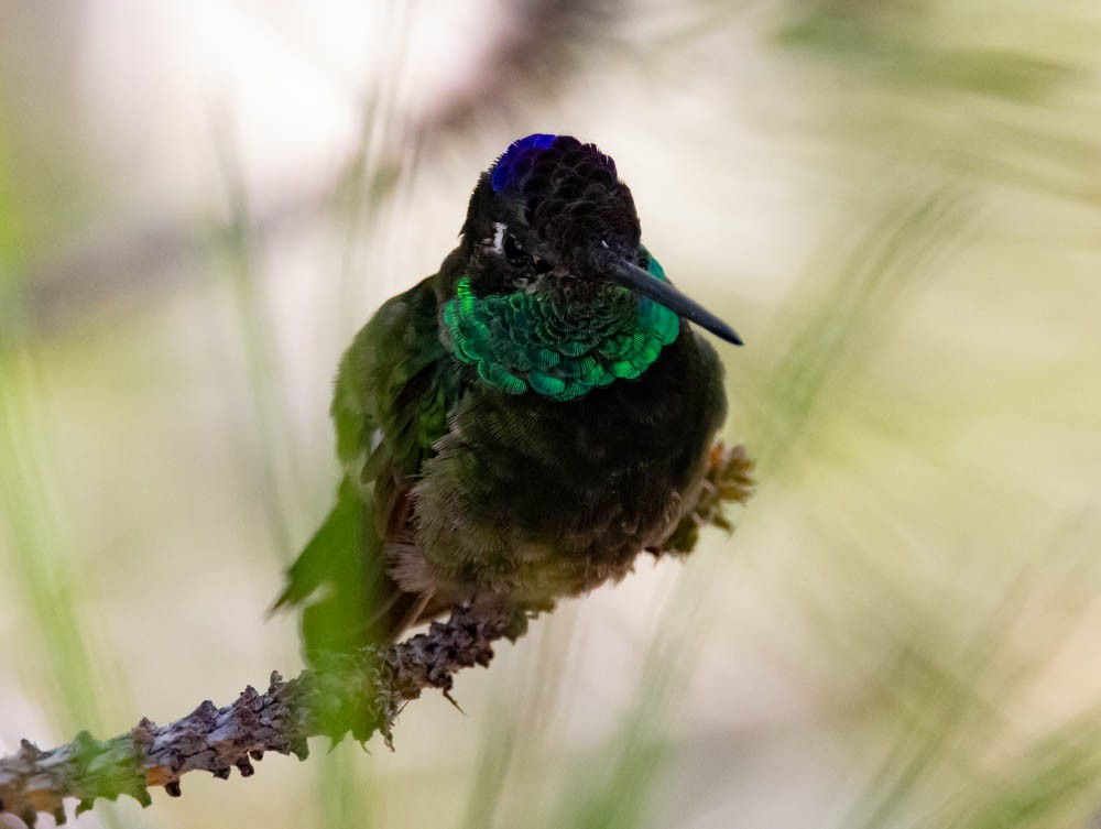 Rivoli's Hummingbird - ML641658314