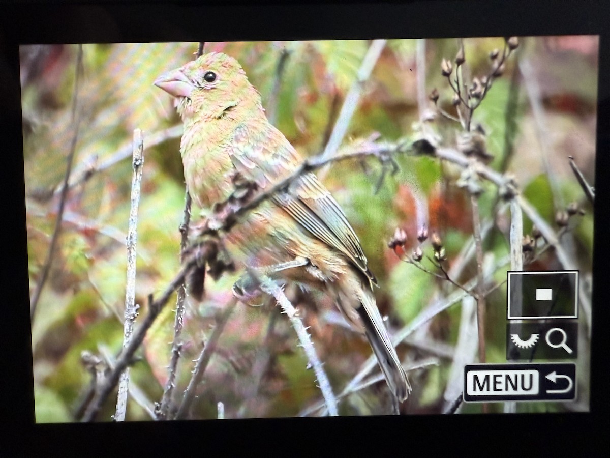 Blue Grosbeak - ML641658326