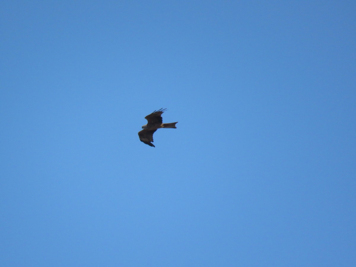 黑鳶(migrans群) - ML641658347