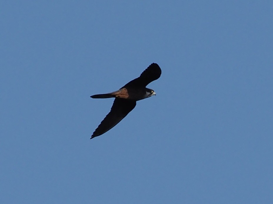 Алет - ML641658353