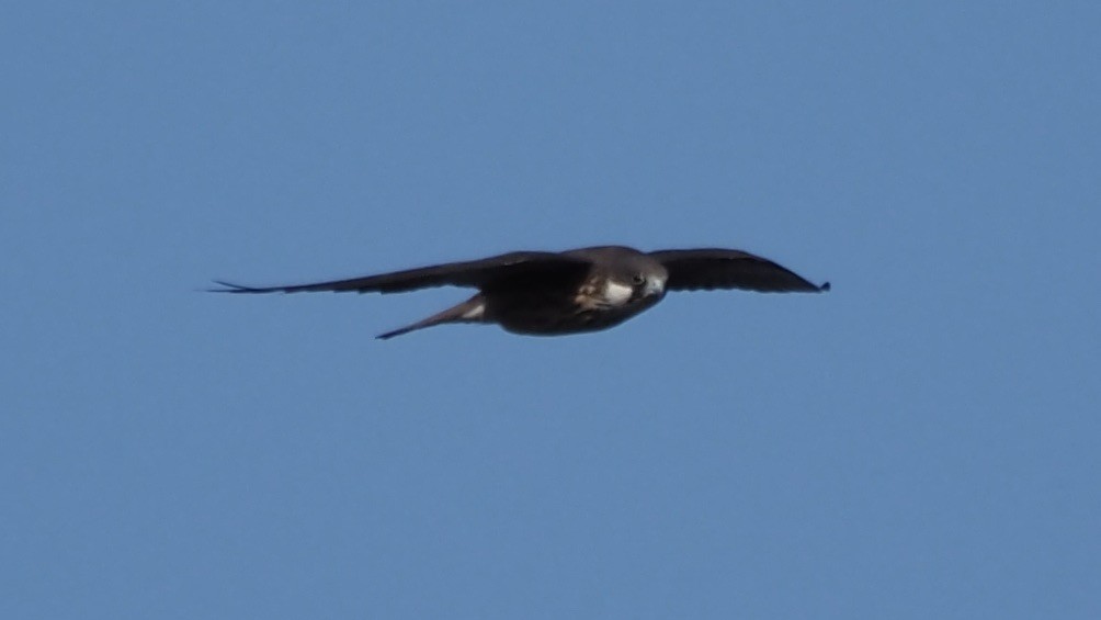 Алет - ML641658354
