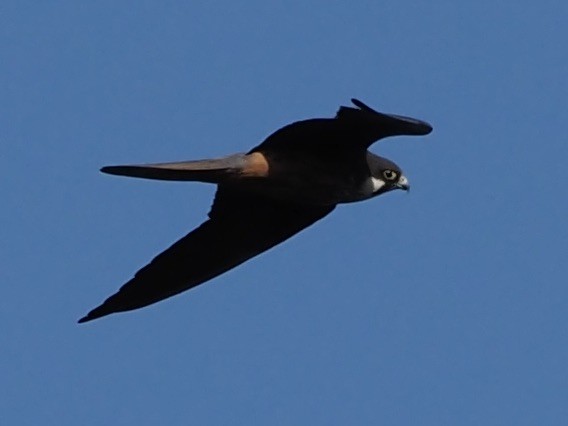 Алет - ML641658355