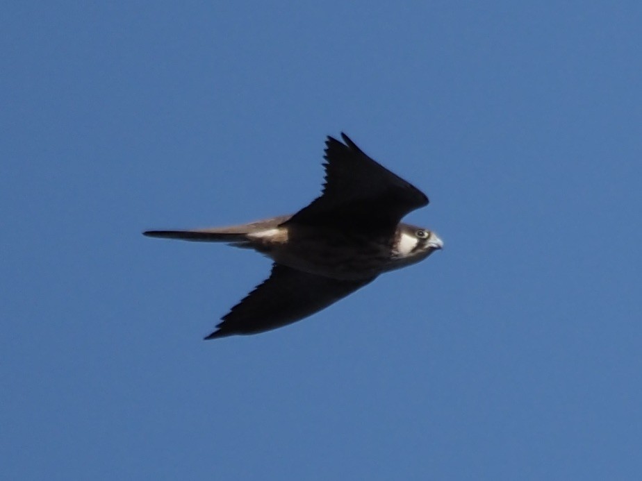 Алет - ML641658357