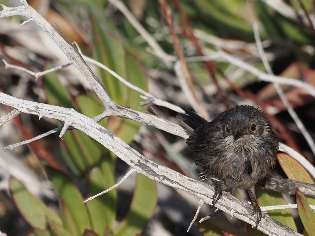 Marmora's Warbler - ML641658369