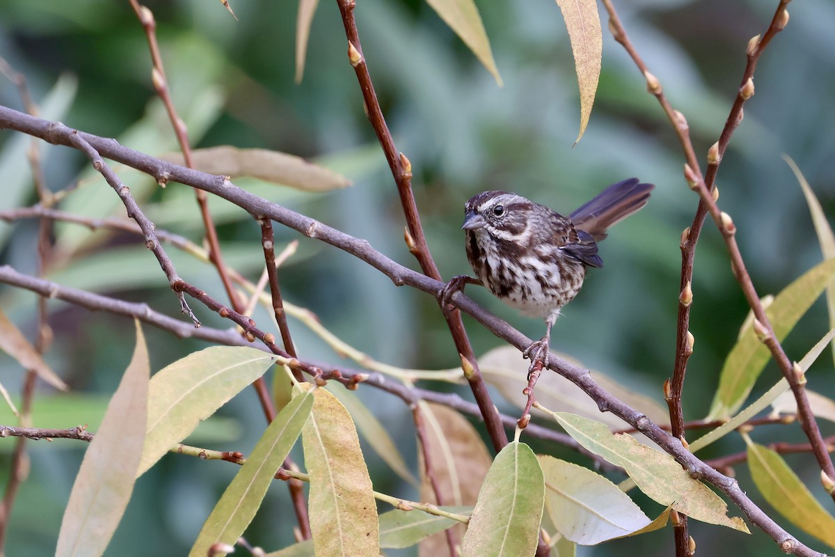 Song Sparrow (heermanni Group) - ML641658370