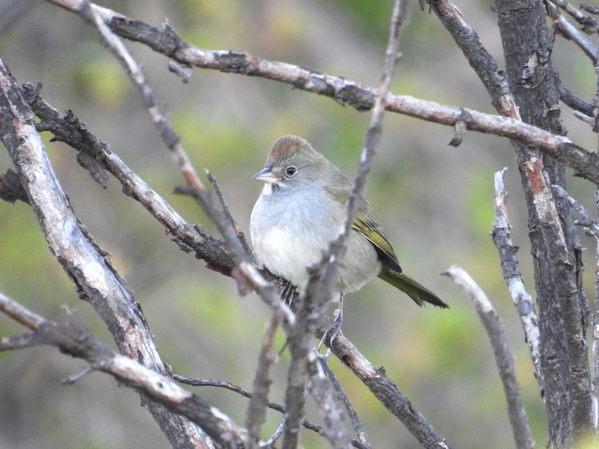 Green-tailed Towhee - ML641658386