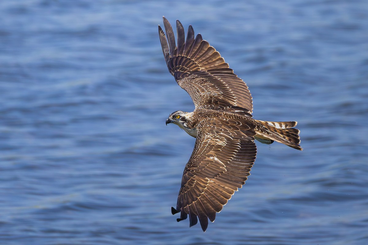 Osprey - ML641658392