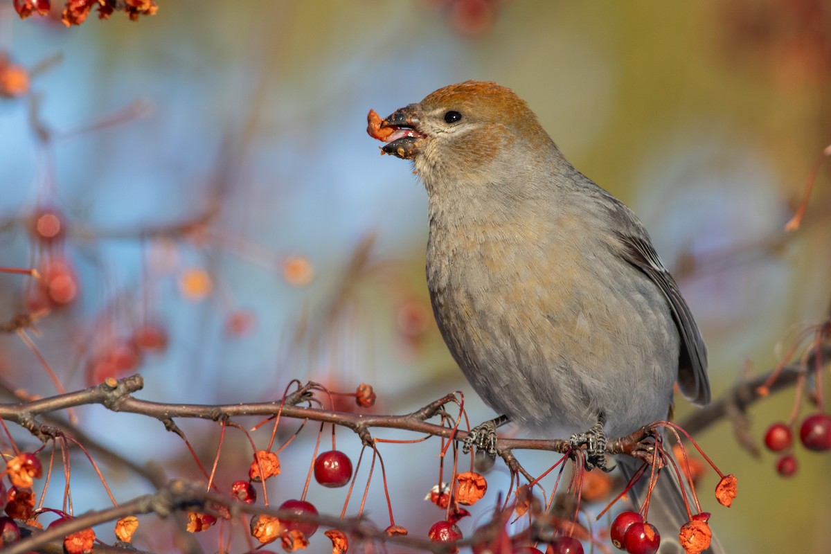 Pine Grosbeak - ML641658430