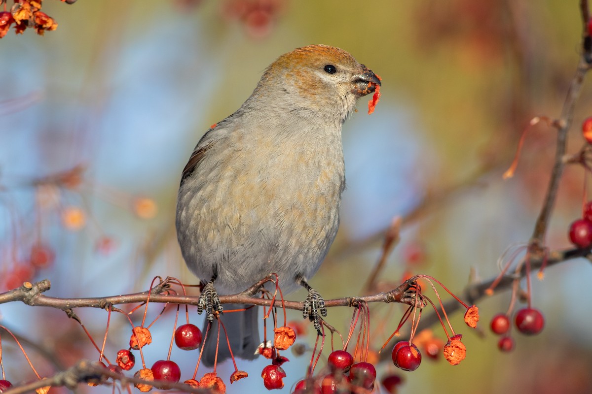 Pine Grosbeak - ML641658431