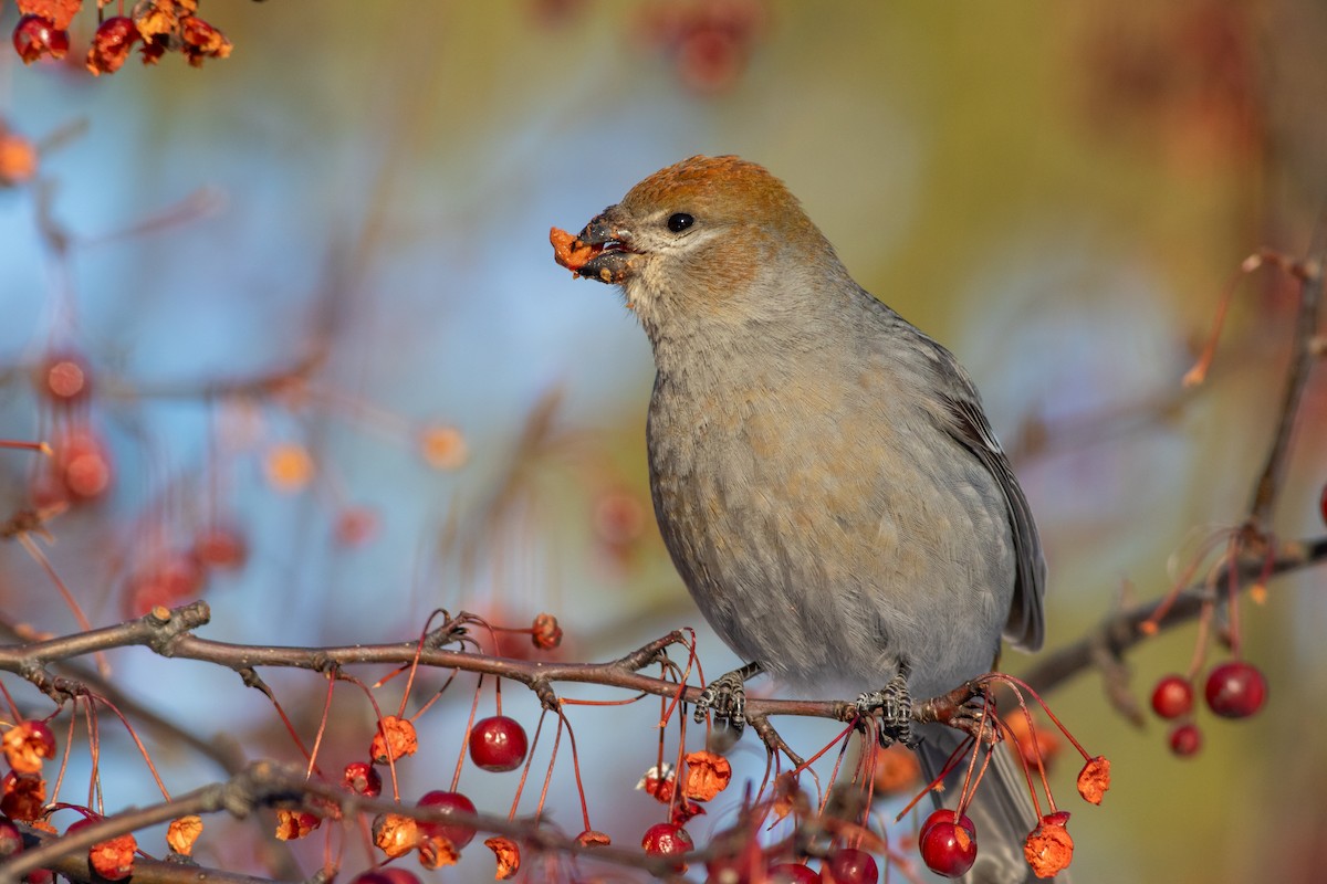 Pine Grosbeak - ML641658432