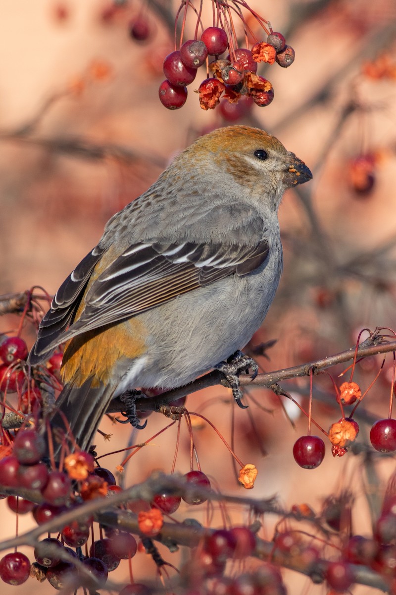 Pine Grosbeak - ML641658433