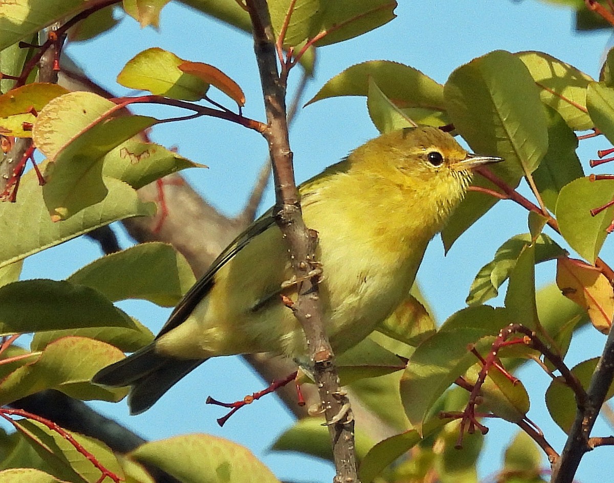 Tennessee Warbler - ML641658451