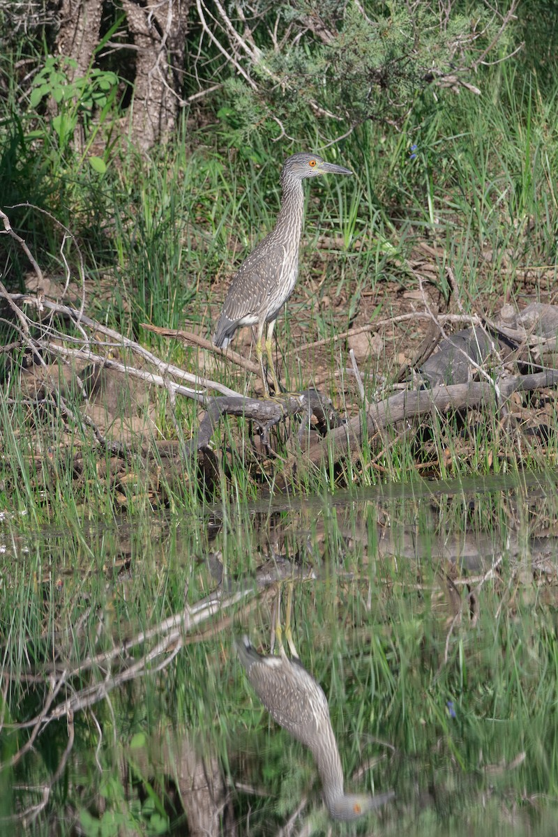 Yellow-crowned Night Heron - ML641658467
