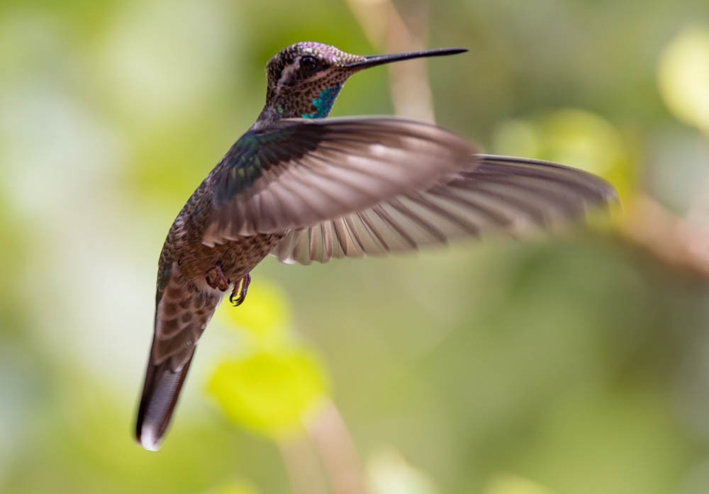 Rivoli's Hummingbird - ML641658500