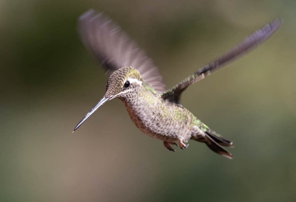 Rivoli's Hummingbird - ML641658501
