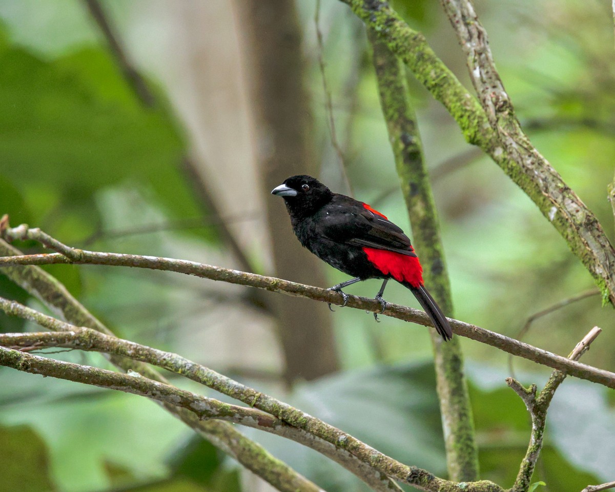 Scarlet-rumped Tanager (Passerini's) - ML641658537