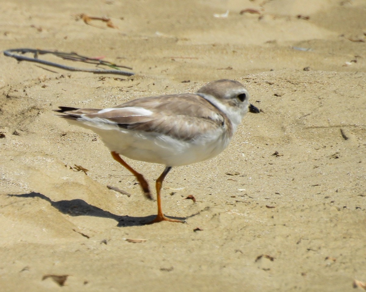 Piping Plover - ML641658539