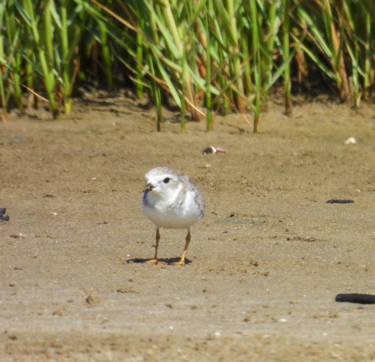 Piping Plover - ML641658540