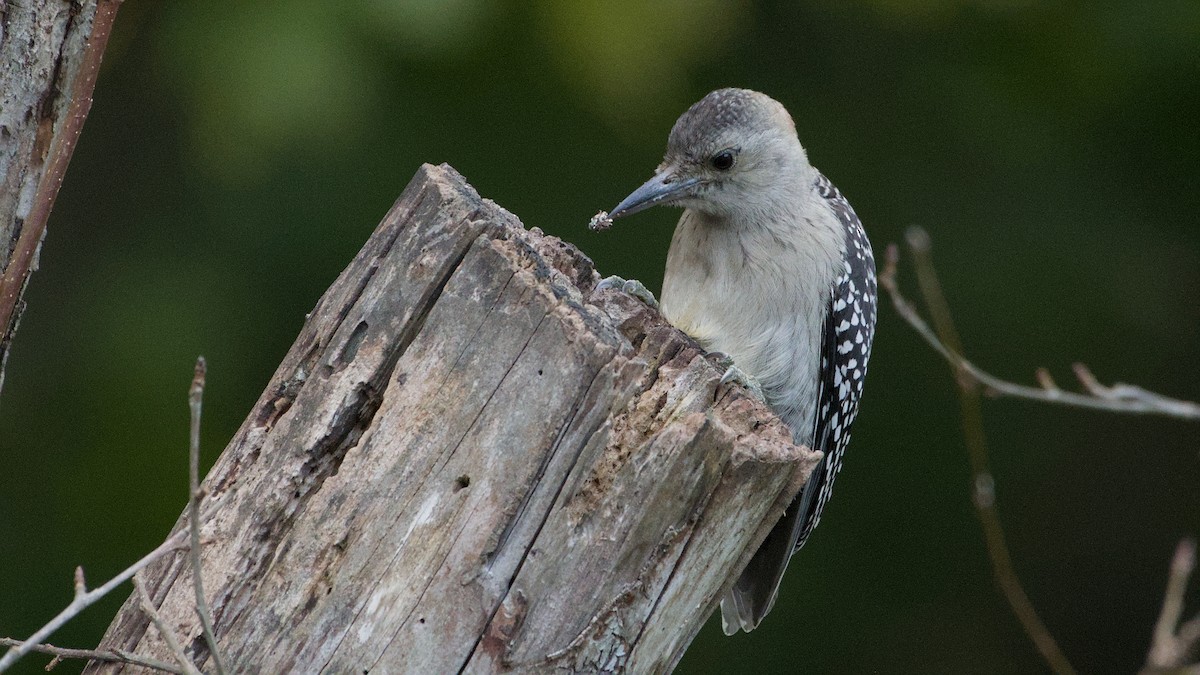 Red-bellied Woodpecker - ML641658551