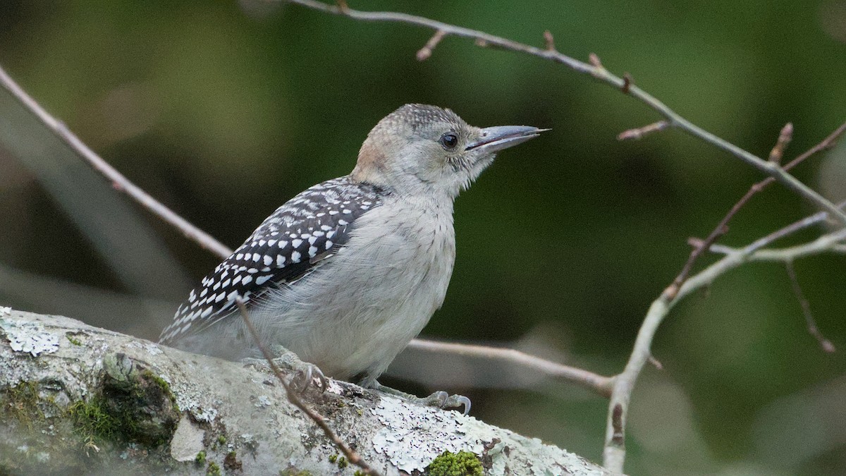 Red-bellied Woodpecker - ML641658552