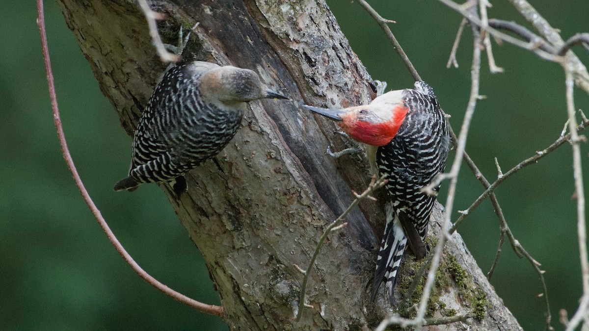 Red-bellied Woodpecker - ML641658553