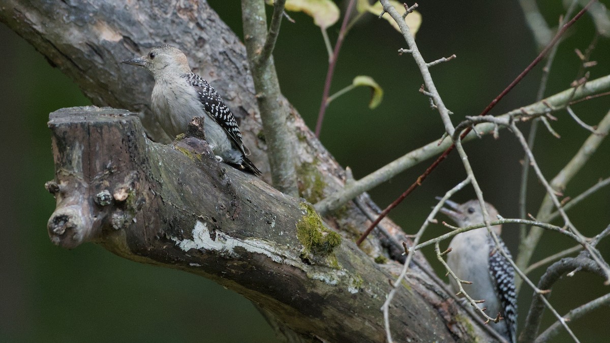 Red-bellied Woodpecker - ML641658554