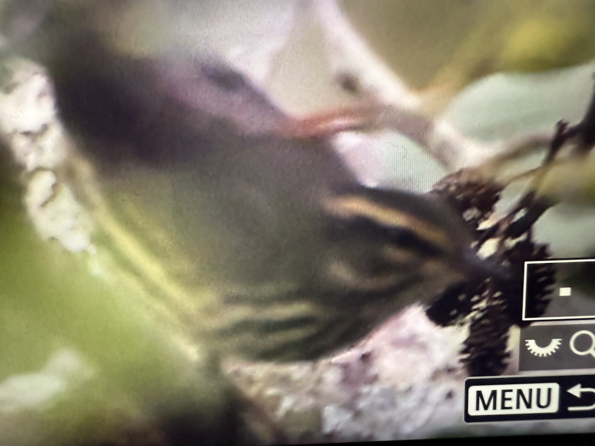 Northern Waterthrush - ML641658557