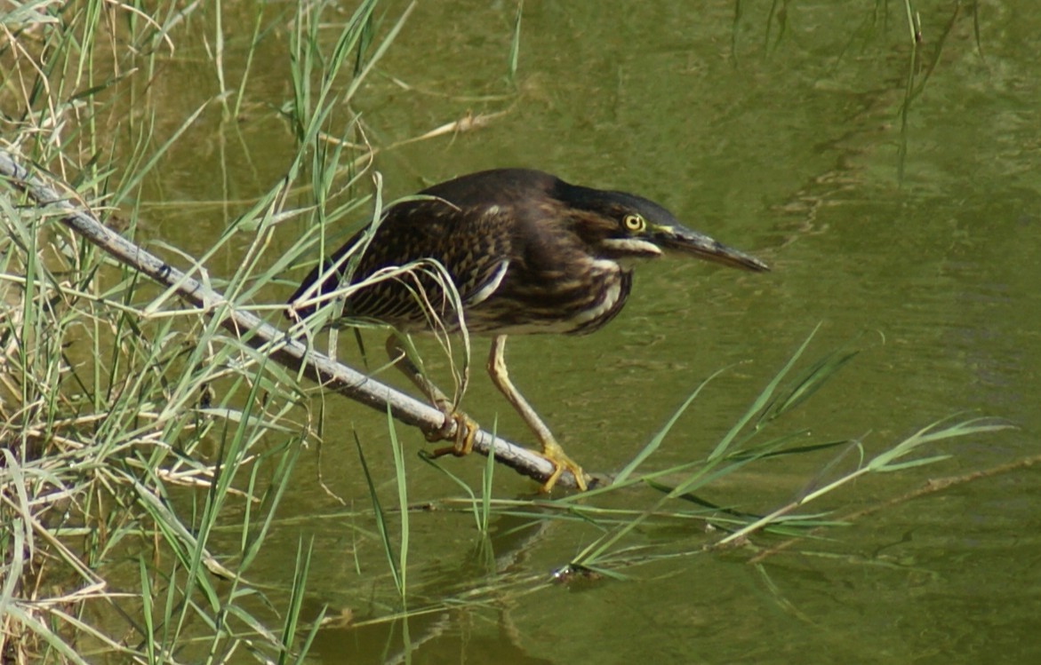 Airone verde - ML641658576