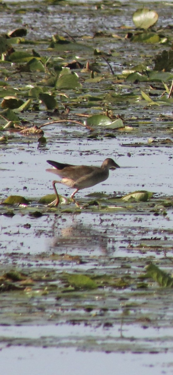 slípka žlutonohá - ML641658577