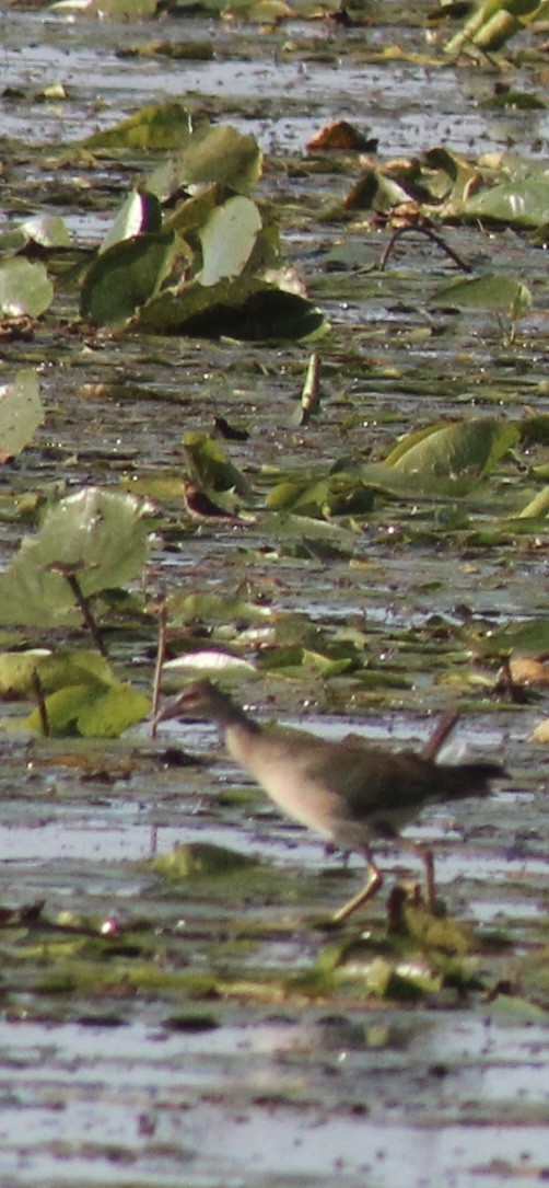 slípka žlutonohá - ML641658578