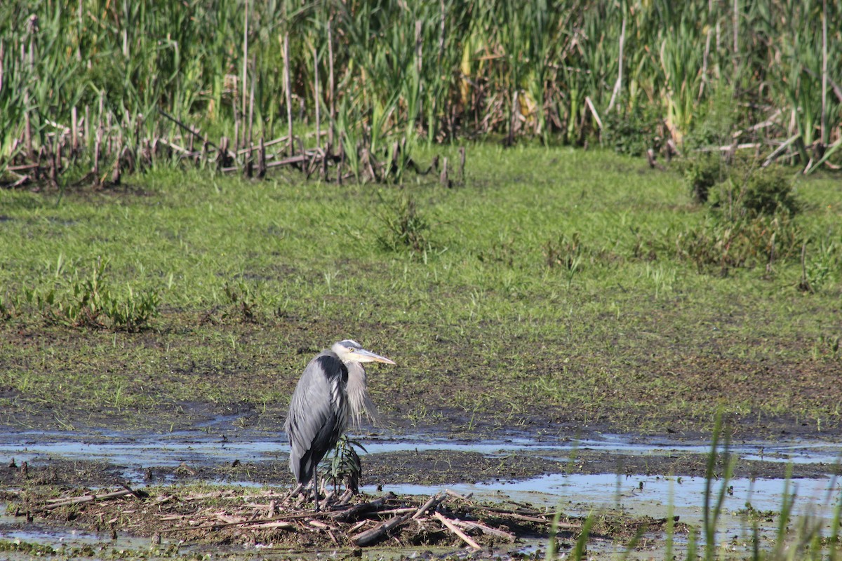 volavka velká - ML641658609